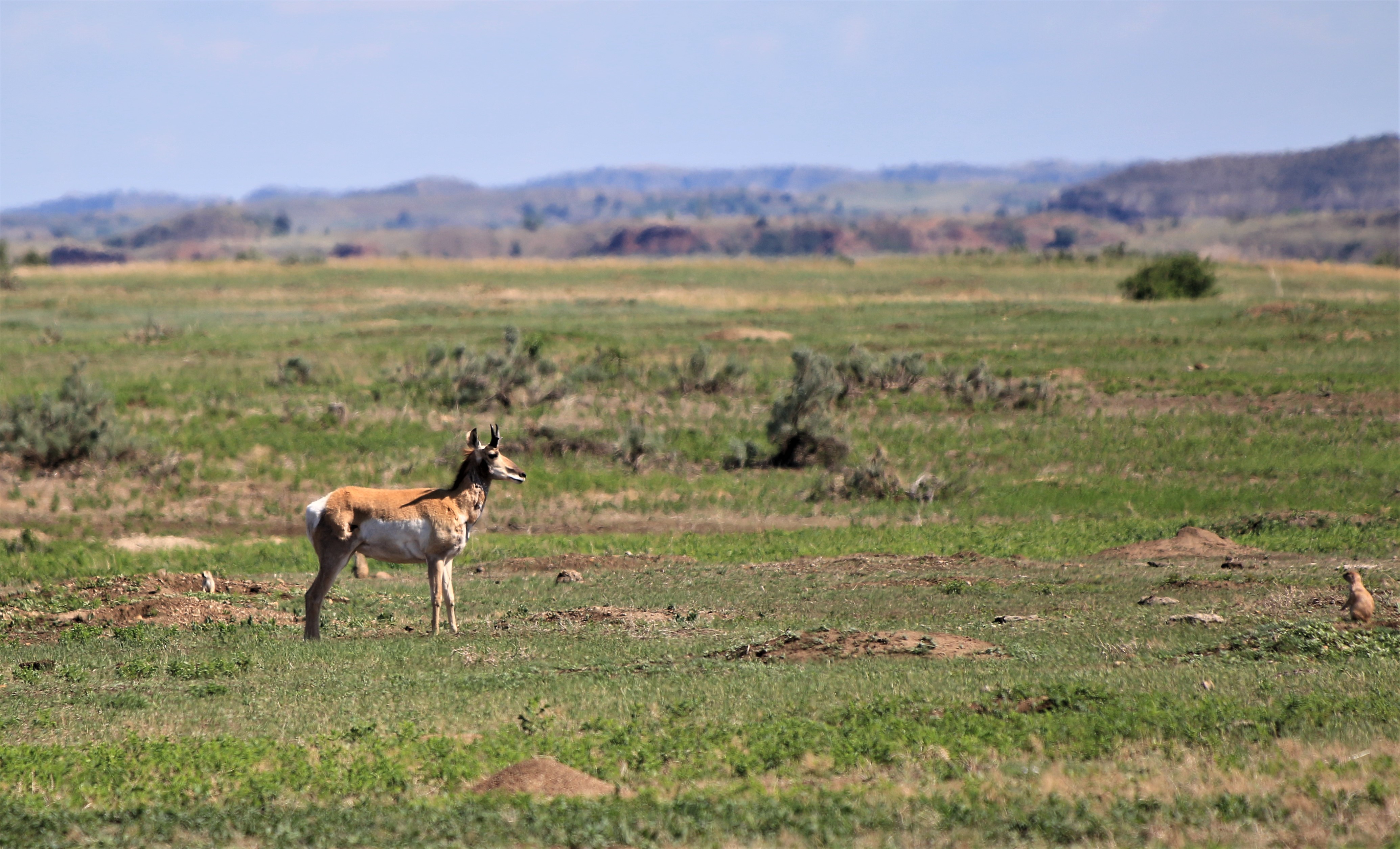 Theodore Roosevelt NP